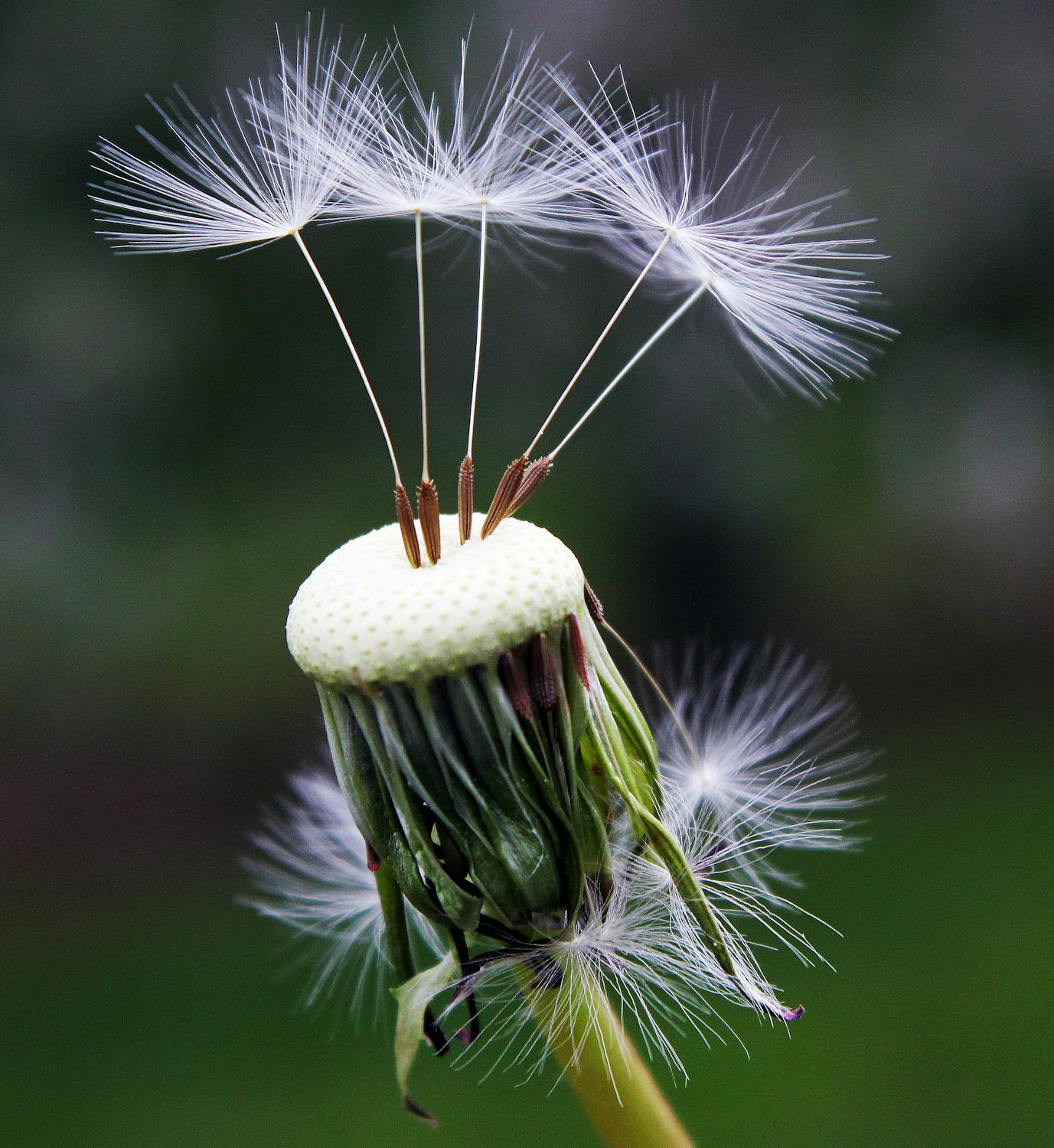 dandelion seeds dispersing is an allegory for change that spread everywhere